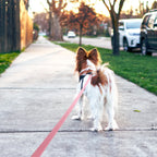 Waterproof PVC Dog Leash – 1.8M to 10M
