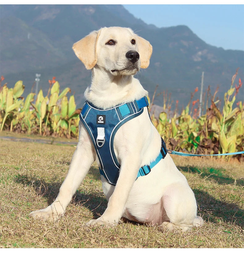 Reflective Adjustable Dog Harness – Oxford Training Vest