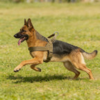 Tactical No-Pull Dog Harness – Heavy-Duty Reflective Vest